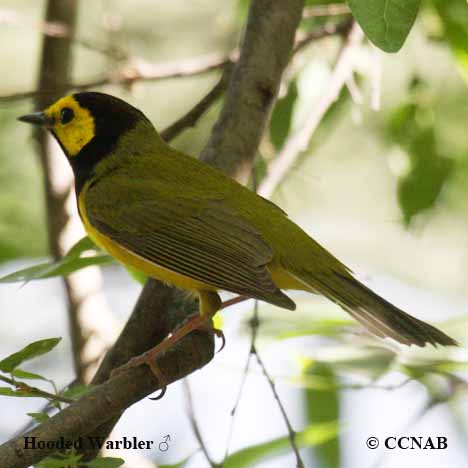 Birds of North America