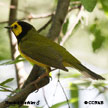 Hooded Warbler