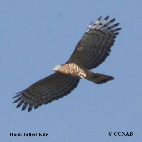 Birds of Cuba