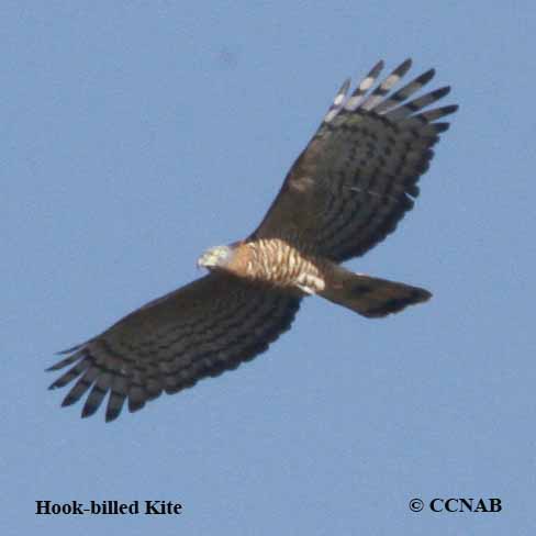 Birds of North America