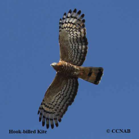 Hook-billed Kite