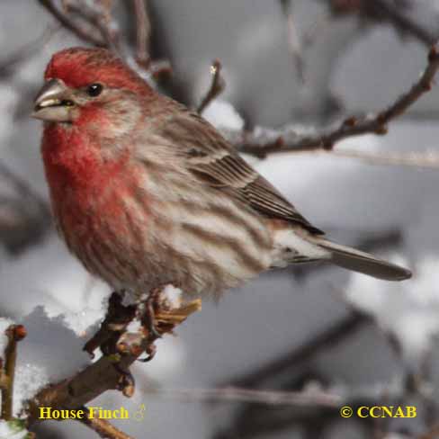 Birds of North America