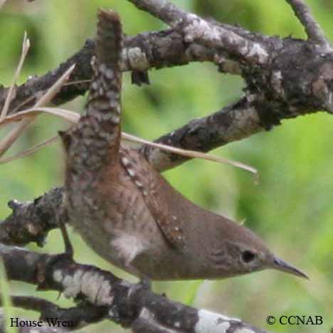 House Wren