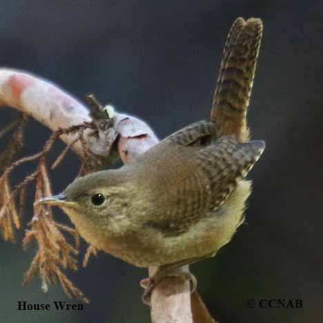 House Wren