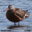 Hudsonian Godwit