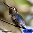 Hummingbirds