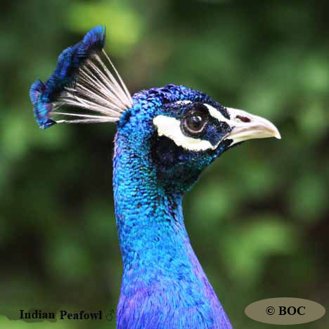 Birds of Cuba