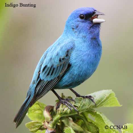 Birds of Cuba
