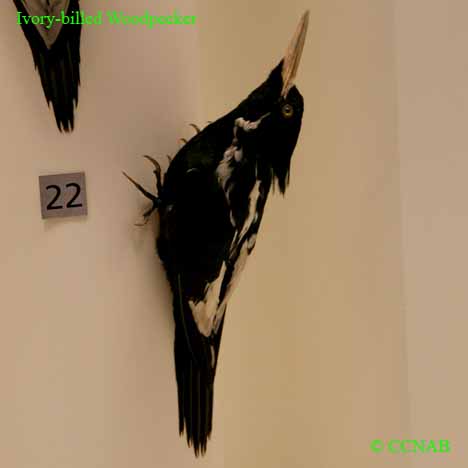 Ivory-billed Woodpecker