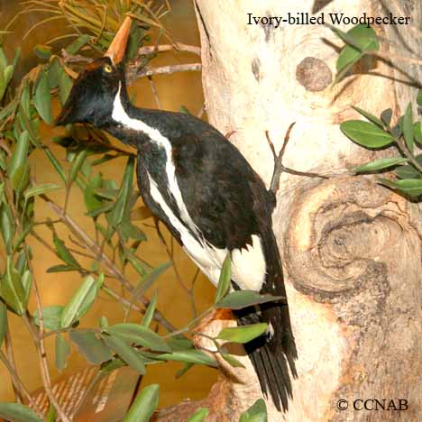 Ivory-billed Woodpecker