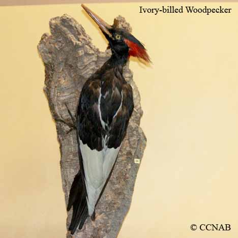 Ivory-billed Woodpecker