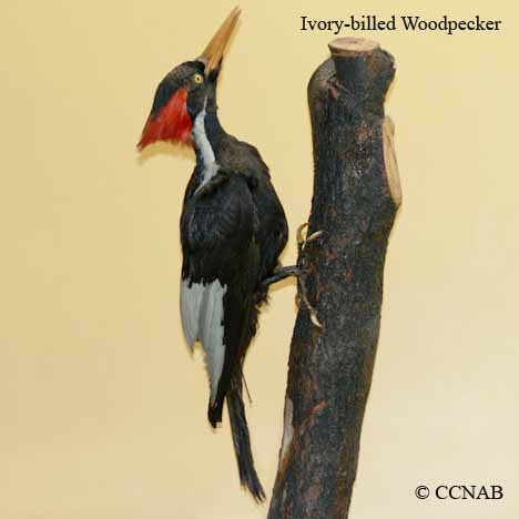 Ivory-billed Woodpecker