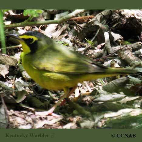 Birds of North America