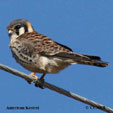 Kestrels