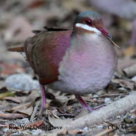 Key West Quail-Dove