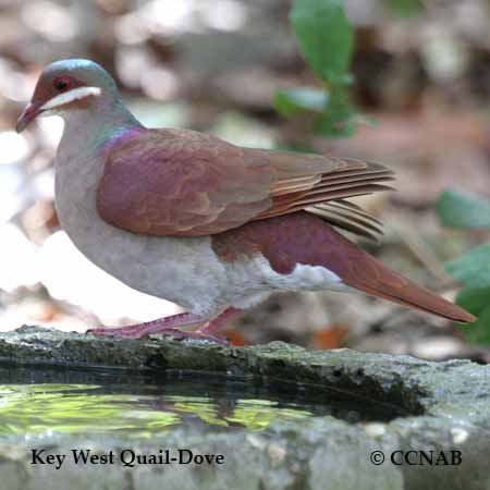Key West Quail-Dove