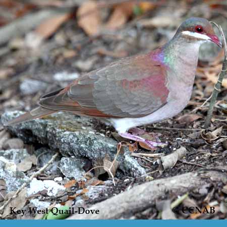 Key West Quail-Dove