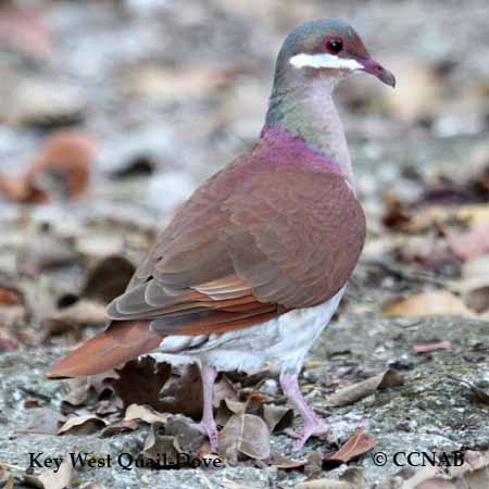 Key West Quail-Dove