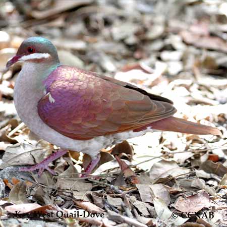 Birds of North America