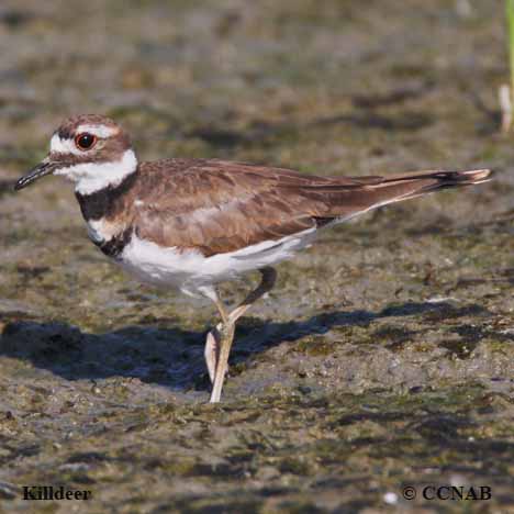 Birds of Cuba