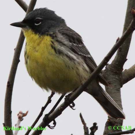Birds of North America