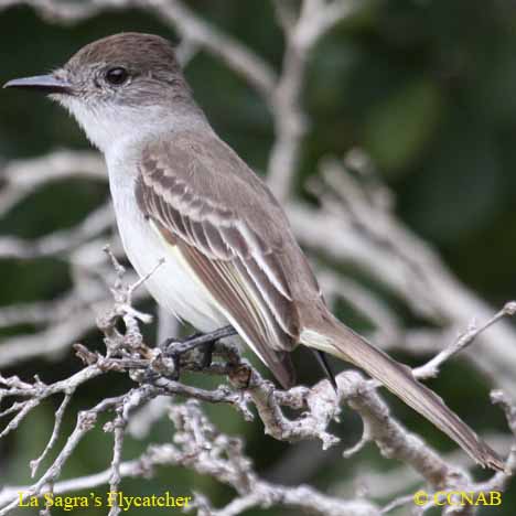 La Sagra's Flycatcher