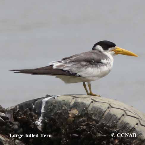 Birds of North America