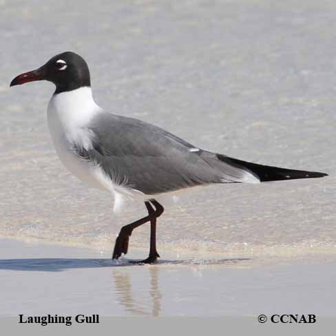Birds of Cuba