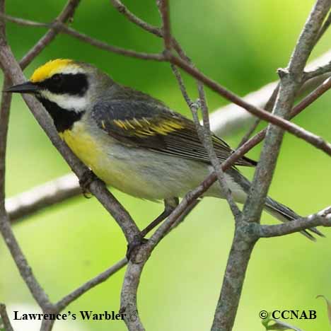 Birds of North America