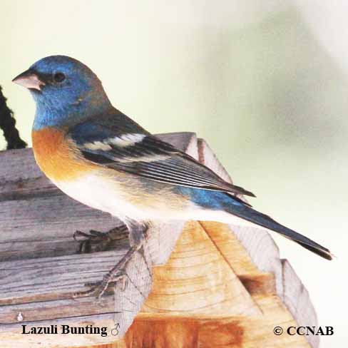 Birds of Cuba