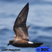Leach-s Storm-Petrel