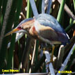 Least Bittern