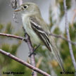 Least Flycatcher