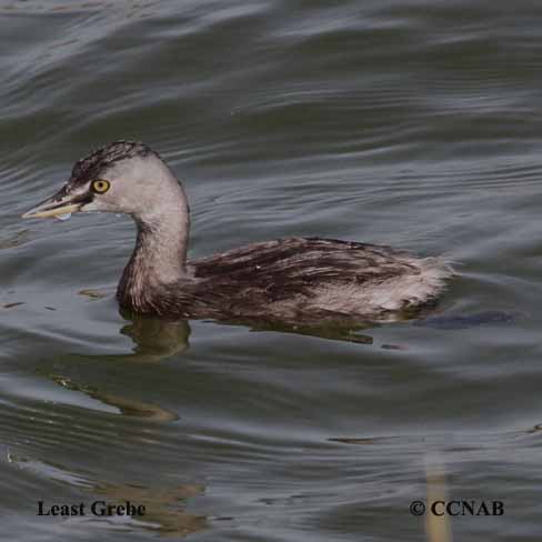 Least Grebe