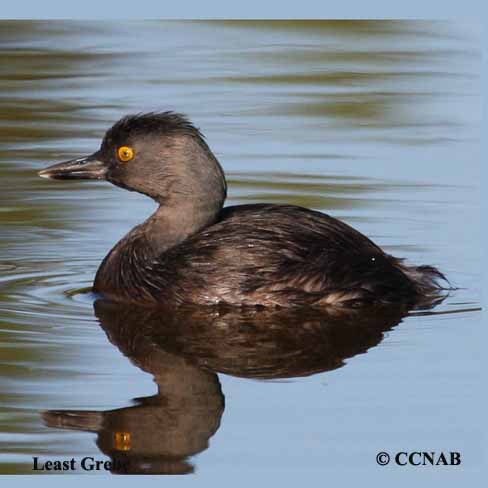 Birds of North America