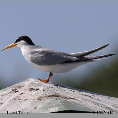 Birds of North America