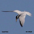 Least Tern