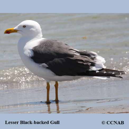 Birds of Cuba