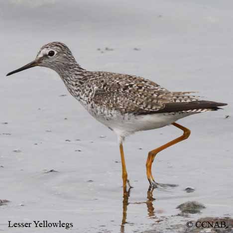 Lesser Yellowlegs