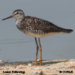 lesser-yellowlegs