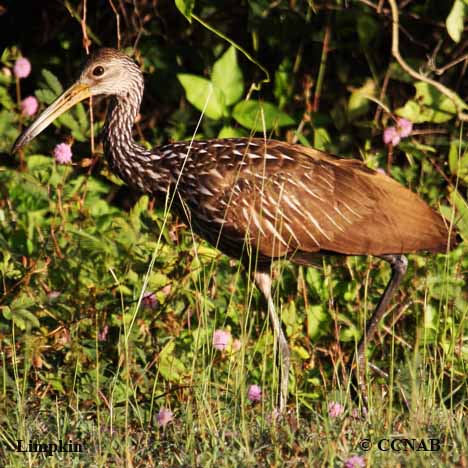 Birds of North America