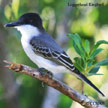 Gray coloured Birds