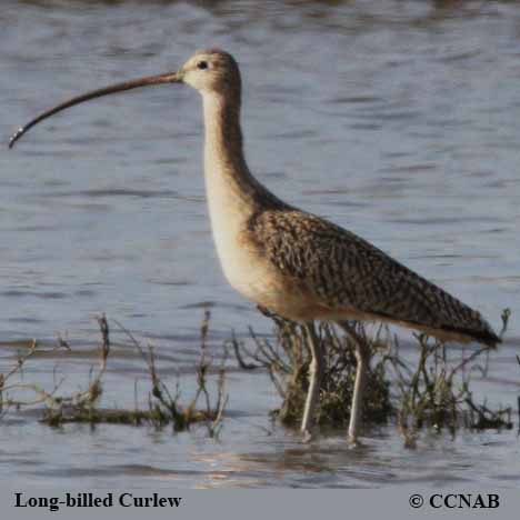 Birds of North America