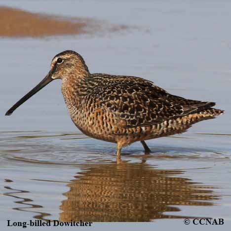  Long-billed Dowitcher.