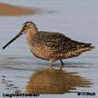 Long-billed Dowitcher