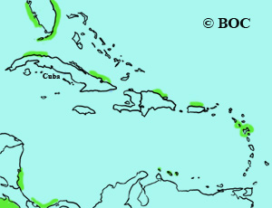 Long-tailed Jaeger range