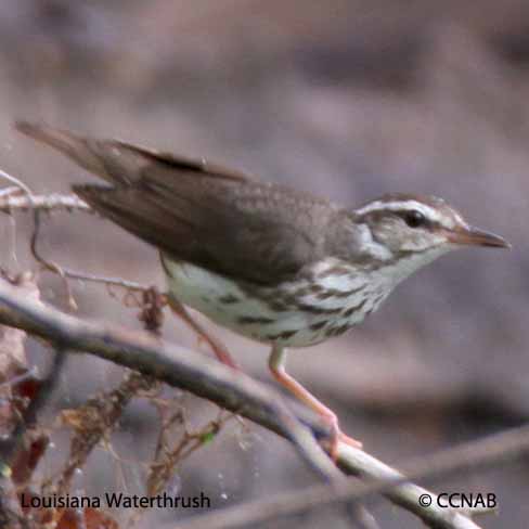 Birds of Cuba