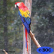 Macaws