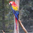 Macaws