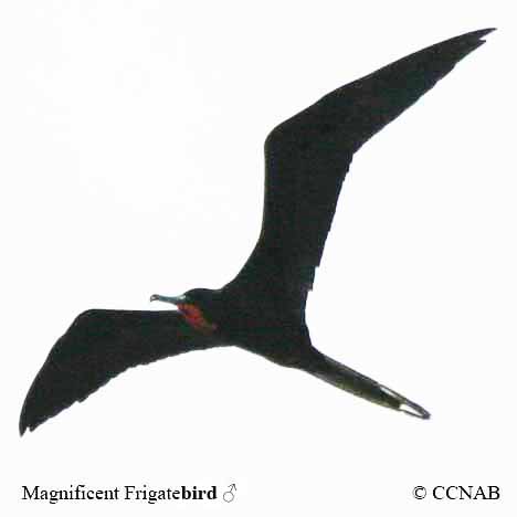 Birds of Cuba